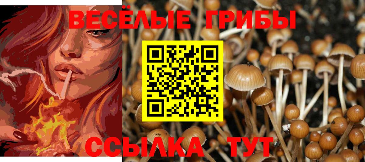 Псилоцибиновые грибы Psilocybe  где продают наркотики  Псилоцибиновые грибы прущие грибы  Россия 