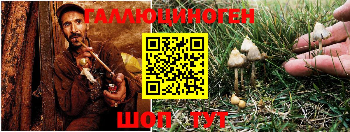 Галлюциногенные грибы Cubensis Россия